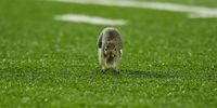 MINNEAPOLIS, MN - SEPTEMBER 01: A squirrel runs onto the field in the first quarter of the game between the New Mexico State Aggiesa and Minnesota Golden Gophers at Huntington Bank Stadium on September 1, 2022 in Minneapolis, Minnesota. (Photo by David Berding/Getty Images)