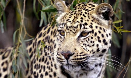 South Africa bans leopard trophy hunting