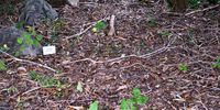 Don-Kirstenbosch 1