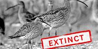 One of the last slender-billed curlews, photographed by Michel Brosselin on the coast of France. The species was declared officially extinct in October 2025. (Source: AEWA)
