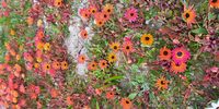 West Coast spring flowers. Photographer: Clive Nussbaum 