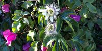 Passion Fruit (Passiflora)  and Bougainvillea  side by side in harmony! Image: Jenna Glover Cape Town