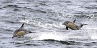 Two bottlenose dolphins cavort in the sea, jumping high out of the water, off the coast of False Bay, Western Cape. (Photo: Gallo Images / Deaan Vivier)