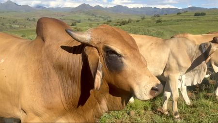Mexico reports 53% increase in flesh-eating screwworm cases since July