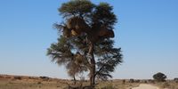 [Most photographed tree in Kalagadi]. Photographer: [Violet van Zyl].
