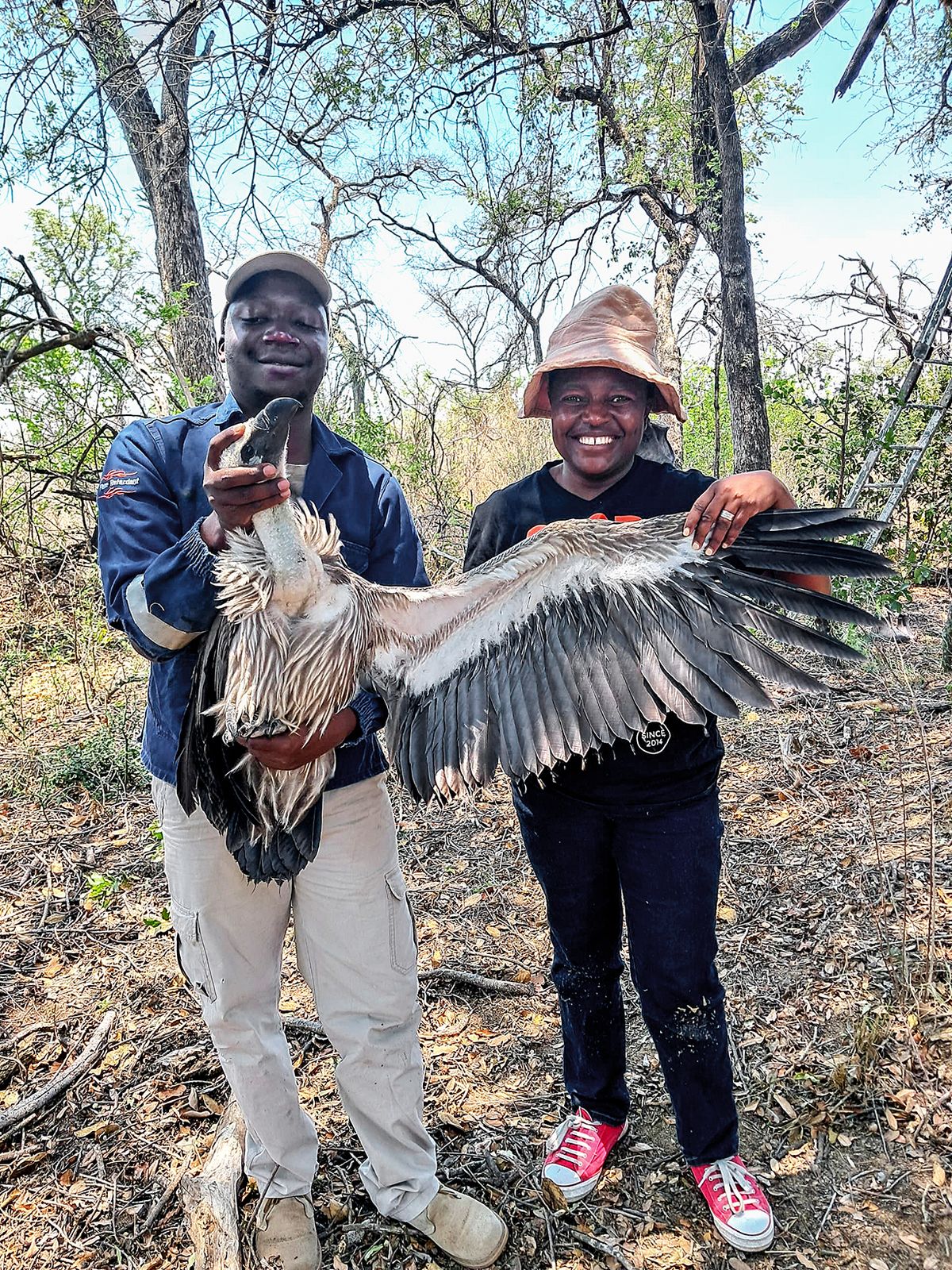 Tracking the Shangani Wanderer — vulture survival and hope from the skies