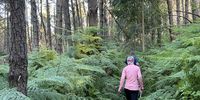 A walk in a plantation near George.