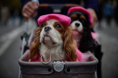 'Animal Walk' in Paris, and more from around the world