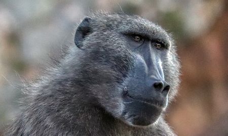 Cape of Good Hope SPCA ‘sickened’ after second wounded baboon is euthanised in a week