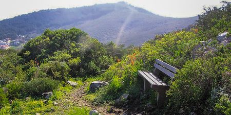 The call of the mild – of mice, men and tiny claws in the Tygerberg Nature Reserve