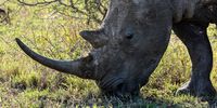 Please help protect me. Photographer: Neville Lance
