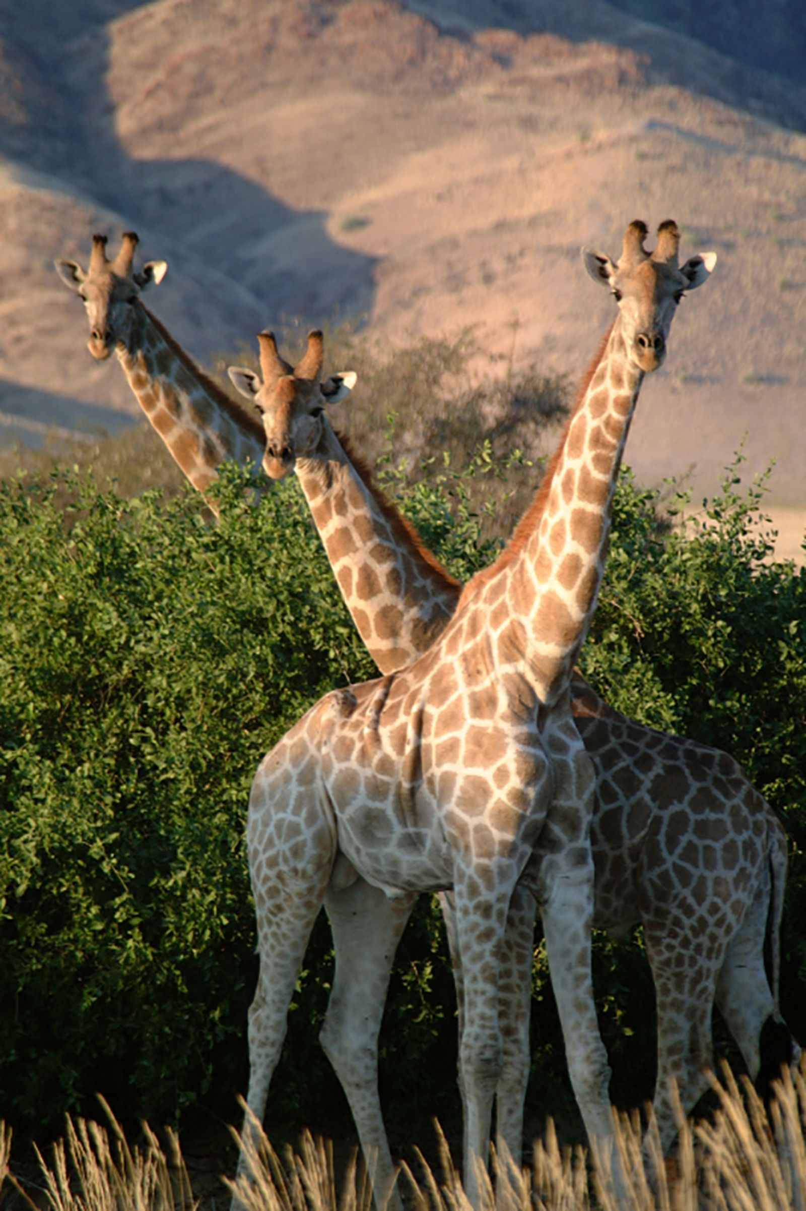 How 3D scans confirm four species of giraffe, highlighting urgent need ...