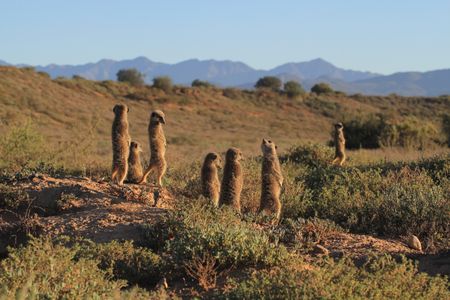 Karoo creature cameos – the captivating world of the small, wild and wonderful
