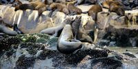 Cape Fur seals at Robberg in the Western Cape of South Africa, captured in the new Out of the Blue documentary about the mystery of Cape Fur Seals. (Photo: Out of the Blue director and cinematographer Floris Tils)