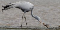 What’s to eat Mom? Bitou Pan, Plettenberg Bay. Photographer: Bruce Ward-Smith<br>