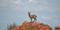 Grey Duiker, Mapungubwe. Image: Alison Wilson