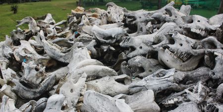 Sparks of hope in the sad rhino graveyards of KwaZulu-Natal