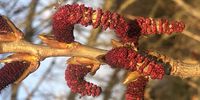 Spring buds, natures amazing designs. Worcestershire UK</p>
<p>CREDIT: Lesley Caplan