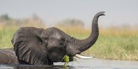 Angolan elephant in the water. Image: Supplied / Wild Bird Trust