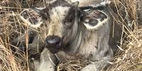 Albino Buffalo Calf in Thornybush