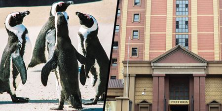 Delays behind, legal battle ahead: Key arguments to be presented in African penguin litigation