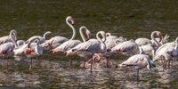 Flamingos, Hermanu. Photographer: Martin Etsebeth  <br>