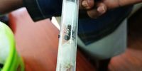 Ants — Messor cephalotes that are native to Kenya — were intercepted in April 2025. There were attempts to smuggle them out the country in specially modified test tubes. (Photo: Kenya Wildlife Service)