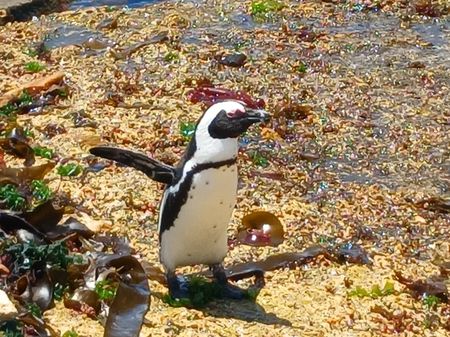 Quiet fleet, Happy Feet — Algoa Bay penguins catch a break from marine noise, thanks to a tax tiff