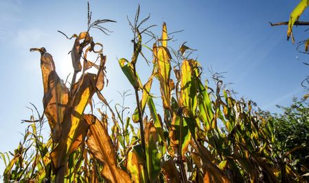 The chances of La Niña forming are fading, Australian weather service says
