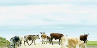 Cows on the road to Grosvenor, Transkei. Photographer: Richard Noyce