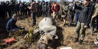 A darted black rhino is surrounded by veterinary students and other helpers after it was darted from a helicopter at a private game reserve near Polokwane, South Africa, 12 July 2023 (Issued on 13 July 2023). The calf was attacked by a lion when he was younger and is suffering from tendon damage on his rear right leg. The vets took a plaster cast of his leg to ultimately make him a prosthetic leg in order for him to walk as naturally as possible. The entire operation was monitored by veterinary students from around the world as part of the annual SYMCO wildlife veterinary symposium held in South Africa. The aim of SYMCO is to highlight the importance of wild vets on wildlife conservation worldwide and to promote the debate and exchange of ideas within the veterinary community around wildlife conservation. EPA-EFE/KIM LUDBROOK