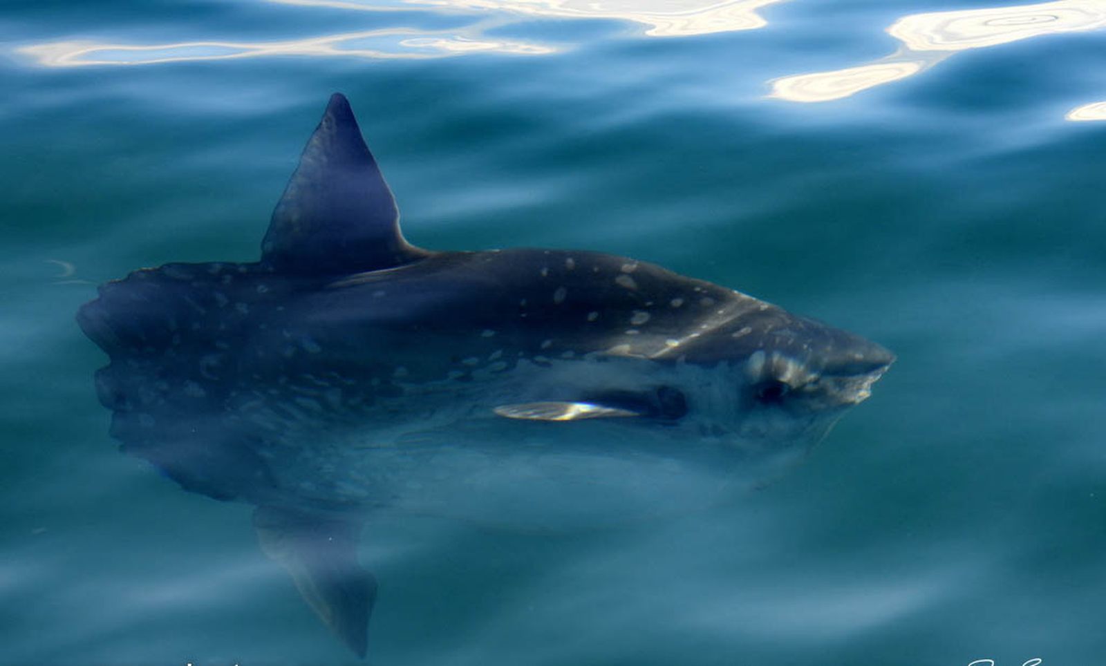 Breaching sunfish surprises tourists on boat in Algoa Bay