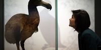 A museum employee looks at a dodo on display at the 'Extinction: Not the End of the World?' exhibition at the Natural History Museum on 5 February 2013 in London, England. Image: Peter Macdiarmid / Getty Images