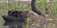 A black swan at Dundee. Photographer:Graham Sutherland 