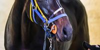 Mr Job Motha who takes care of Sparkling Water, shares a moment with this great filly the week before she won the 2022 Hollywoodbets Durban July in front of 40 000 people.  Photographer: Candiese Lenferna