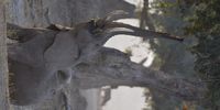 Tasty Treats – Mana Pools Zimbabwe. Photographer: Courntey Kempen