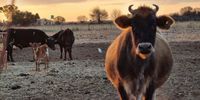 Happy cows <br>David Bollaert<br>Koppies