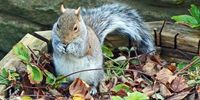 Alec Barber, Upper Cumberworth, West Yorkshire</p>
<p>Caption: "Wot.! No Nuts"?