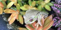 Tree frog. Image: Clare Collinge