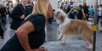 Photo Essay- Westminster Dog Show