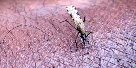 Malaria on the rise — combating and eliminating it is a complex and ever-changing battle