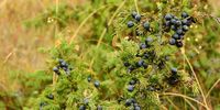 Image of juniper berries by <a href="https://pixabay.com/users/MAKY_OREL-436253/?utm_source=link-attribution&amp;utm_medium=referral&amp;utm_campaign=image&amp;utm_content=1008467">Markéta Machová</a> from <a href="https://pixabay.com/?utm_source=link-attribution&amp;utm_medium=referral&amp;utm_campaign=image&amp;utm_content=1008467">Pixabay</a>