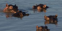 We’ve got that “Early feeling” Sabi Sands. Image: Peter Brett