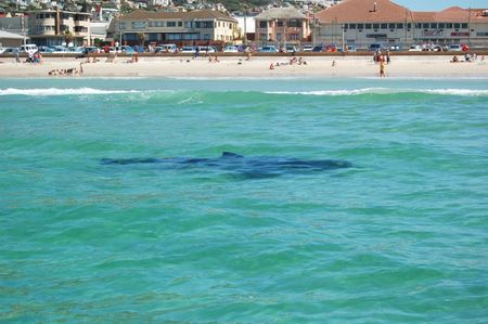 Spotted! How a surfer’s project turned the tide on shark fear