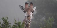 Gentle giant enjoying a misty morning feast. Teresa Botha - Furstenburg Photography 