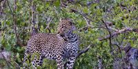 Just looking for lunch Sabi sands. Image: Peter Brett