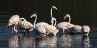 Flamingo's Photographer: Marin Etsebeth</p>
<p>P4U_readersubmission_20250221