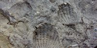 Fossil remains of ancient organisms, Robberg Peninsula. Image: Peter Brett