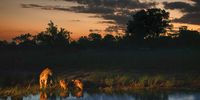 african-lion-book