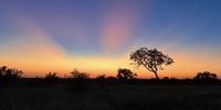 Bush Light. Image: Nicole Beare